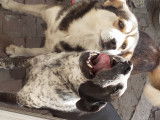 2 chiens à donner