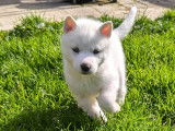 Chiots Husky de Sibérie à vendre