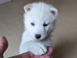 Chiots Husky de Sibérie à vendre