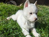 Chiots Husky de Sibérie à vendre
