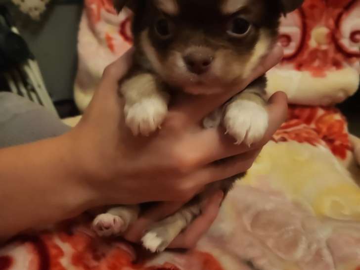 Chiots Chihuahua à poil long à vendre