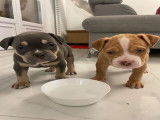 Chiots American Bully à vendre