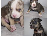 Chiots American Bully à vendre