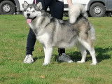 Okara, chienne Malamute d'Alaska LOF à vendre