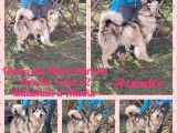 Okara, chienne Malamute d'Alaska LOF à vendre