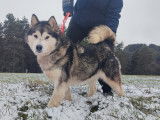 Okara, chienne Malamute d'Alaska LOF à vendre