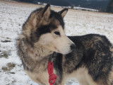 Okara, chienne Malamute d'Alaska LOF à vendre
