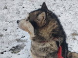 Okara, chienne Malamute d'Alaska LOF à vendre