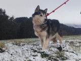 Okara, chienne Malamute d'Alaska LOF à vendre