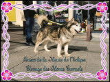 Okara, chienne Malamute d'Alaska LOF à vendre