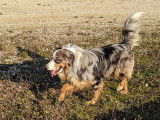 Togo, mâle Berger Australien disponible pour saillie