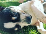 Cherche femelle Chihuahua pour saillie