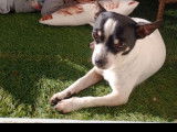 Cherche femelle Chihuahua pour saillie