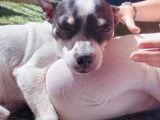 Cherche femelle Chihuahua pour saillie