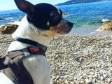 Cherche femelle Chihuahua pour saillie