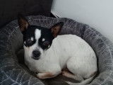 Cherche femelle Chihuahua pour saillie