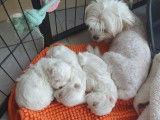 Chiots Bichon Maltais &agrave; vendre