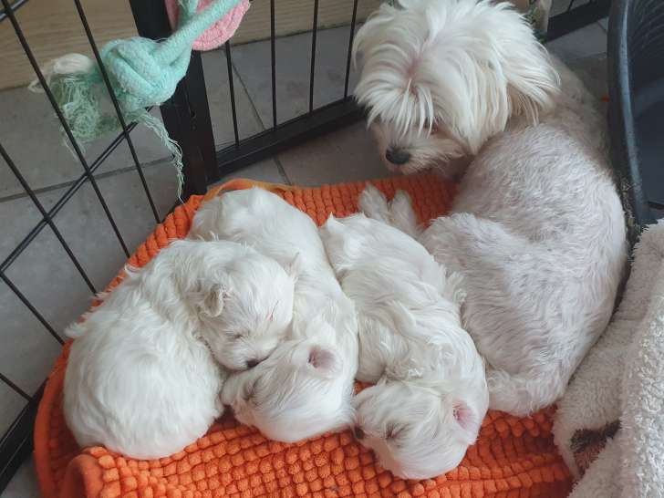 Chiots Bichon Maltais à vendre