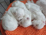 Chiots Bichon Maltais &agrave; vendre