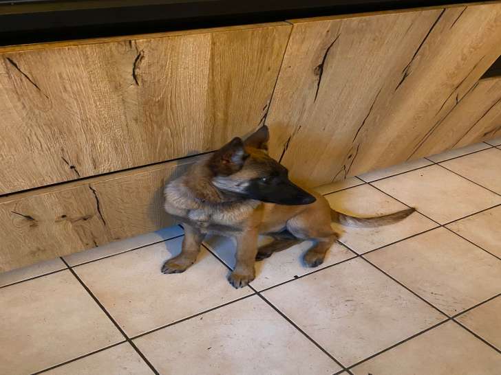 Chiot femelle Berger Belge Malinois à vendre