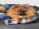 Mâle Loulou de Poméranie disponible pour saillie