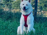 Mâle Akita Inu disponible pour saillie