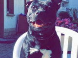 Mâle American Staffordshire Terrier disponible pour saillie