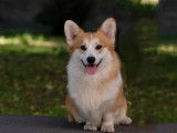 Magnifique Welsh Corgi Pembroke à vendre
