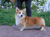 Magnifique Welsh Corgi Pembroke à vendre