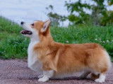 Magnifique Welsh Corgi Pembroke à vendre
