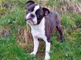 1 mâle Boston Terrier à vendre