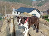 1 mâle Boston Terrier à vendre