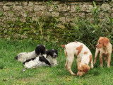 Chiots Épagneuls Bretons LOF à vendre