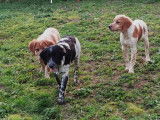 Chiots Épagneuls Bretons LOF à vendre