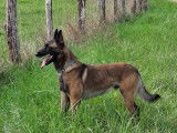 Samson, mâle Malinois LOF disponible pour saillie