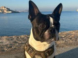 Boston Terrier "Funky"