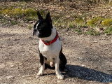 Boston Terrier "Funky"