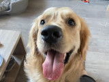 Mâle Golden Retriever disponible pour saillie