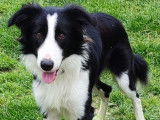 Mâle Border Collie disponible pour saillie