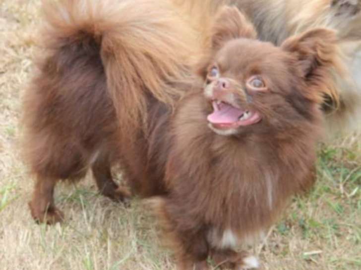 Mâle Chihuahua chocolat et blanc disponible pour saillie