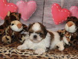 Chiots Shih Tzu LOF à vendre