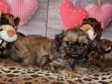 Chiots Shih Tzu LOF à vendre