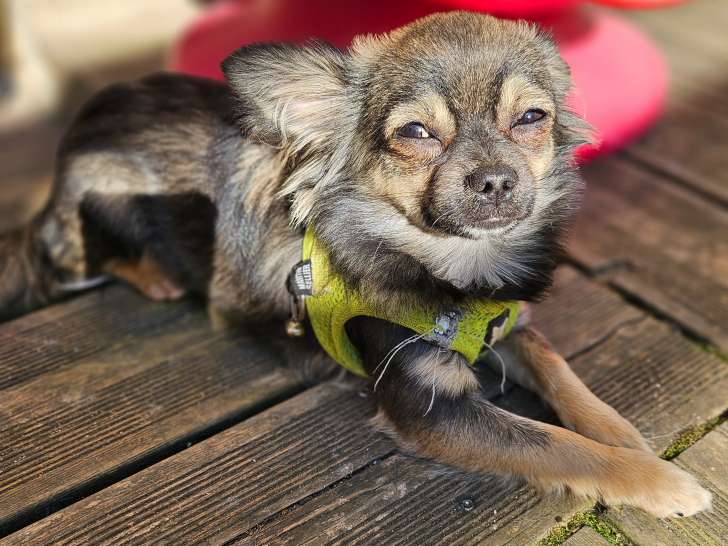 Superbe petit Chihuahua disponinble pour saillie