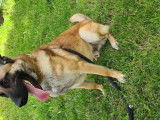 Mâle Berger Belge Malinois disponible pour saillie