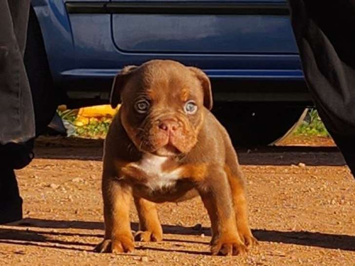 chiots bully américains fauve