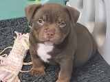 Chiots American Bully &agrave; vendre