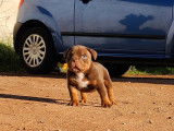 Chiots American Bully &agrave; vendre