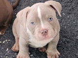 Chiots American Bully &agrave; vendre