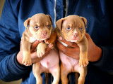 Chiots American Bully &agrave; vendre