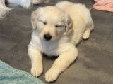 Chiots Golden Retriever à réserver